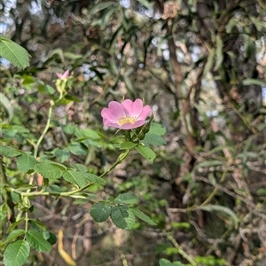 Rosa rubiginosa at Wee Jasper, NSW - 24 Nov 2024 05:30 PM