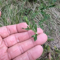 Centaurium erythraea (Common Centaury) at Wee Jasper, NSW - 24 Nov 2024 by Wildlifewarrior80