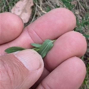 Centaurium erythraea at Wee Jasper, NSW - 24 Nov 2024