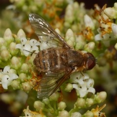 Villa sp. (genus) (Unidentified Villa bee fly) at Freshwater Creek, VIC - 23 Nov 2024 by WendyEM