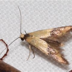 Chrysonoma catoptrina (A Concealer moth) at Jerrabomberra, NSW - 24 Nov 2024 by DianneClarke