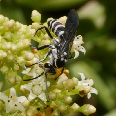 Turneromyia sp. (genus) at Freshwater Creek, VIC - 21 Nov 2024 by WendyEM