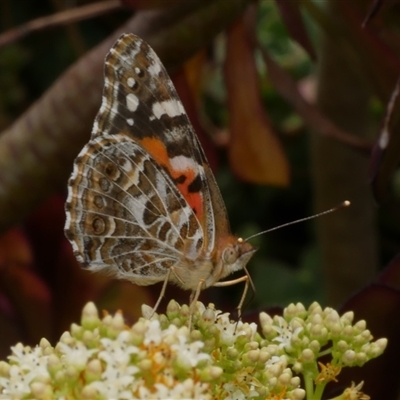 Vanessa kershawi (Australian Painted Lady) at Freshwater Creek, VIC - 22 Nov 2024 by WendyEM