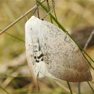 Gastrophora henricaria (Fallen-bark Looper, Beautiful Leaf Moth) at Bungonia, NSW by Harrisi