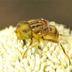 Eristalinus punctulatus (Golden Native Drone Fly) at Bungonia, NSW - 25 Nov 2024 by Harrisi