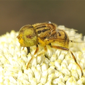 Eristalinus punctulatus at Bungonia, NSW - 25 Nov 2024