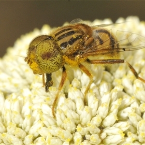 Eristalinus punctulatus at Bungonia, NSW - 25 Nov 2024