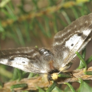 Nataxa flavescens (Nataxa Moth) at Bungonia, NSW by Harrisi