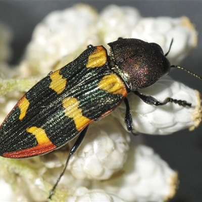 Castiarina interstitialis (A jewel beetle) at Bungonia, NSW - 25 Nov 2024 by Harrisi