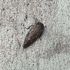 Stenocotis depressa (Leafhopper) at Bungendore, NSW - 25 Nov 2024 by clarehoneydove
