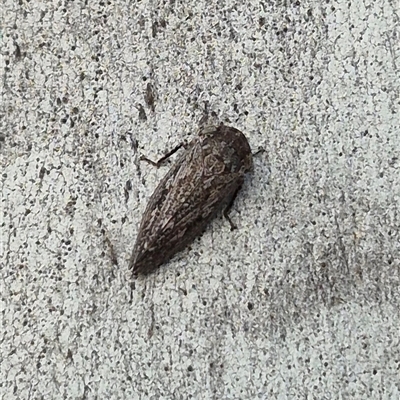 Stenocotis depressa (Leafhopper) at Bungendore, NSW - 25 Nov 2024 by clarehoneydove