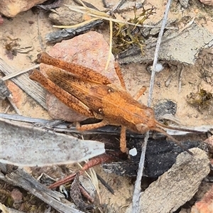 Phaulacridium vittatum (Wingless Grasshopper) at Bungendore, NSW by clarehoneydove