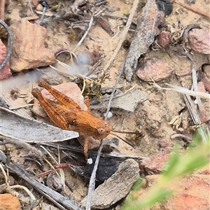 Phaulacridium vittatum at Bungendore, NSW - 24 Nov 2024