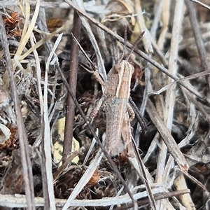 Genus novum 18 sp. 1 (Undescribed) (False Apotropis) at Bungendore, NSW by clarehoneydove