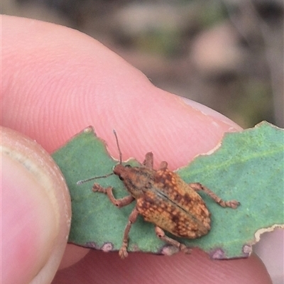 Gonipterus ferrugatus (Eucalyptus weevil) by clarehoneydove