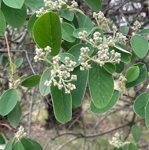 Cotoneaster glaucophyllus (Cotoneaster) at Binalong, NSW by JaneR