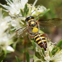 Agriomyia sp. (genus) (Yellow flower wasp) at Jerrabomberra, NSW - 25 Nov 2024 by DianneClarke