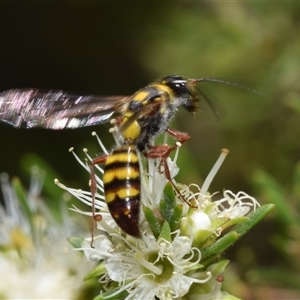 Agriomyia sp. (genus) at Jerrabomberra, NSW - 25 Nov 2024