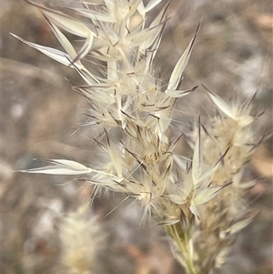 Rytidosperma sp. (Wallaby Grass) at Binalong, NSW by JaneR