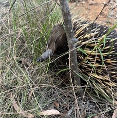 Tachyglossus aculeatus (Short-beaked Echidna) at Watson, ACT - 25 Nov 2024 by Louisab