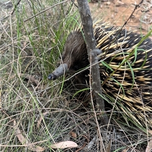 Tachyglossus aculeatus at Watson, ACT - 26 Nov 2024 07:58 AM