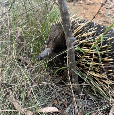 Tachyglossus aculeatus (Short-beaked Echidna) at Watson, ACT - 25 Nov 2024 by Louisab