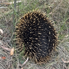 Tachyglossus aculeatus at Watson, ACT - 26 Nov 2024 07:58 AM