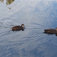 Anas superciliosa (Pacific Black Duck) at Nicholls, ACT - 26 Nov 2024 by Kelly123456