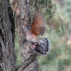 Phaps chalcoptera (Common Bronzewing) at Hawker, ACT - 23 Nov 2024 by AlisonMilton