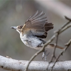 Cracticus torquatus (Grey Butcherbird) at Hawker, ACT - 24 Nov 2024 by AlisonMilton