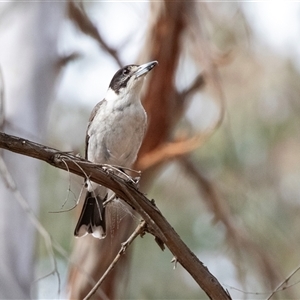 Cracticus torquatus at Hawker, ACT - 24 Nov 2024 09:17 AM