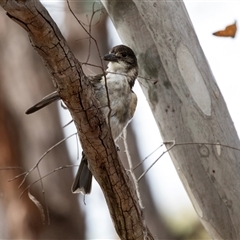 Cracticus torquatus at Hawker, ACT - 24 Nov 2024 09:17 AM