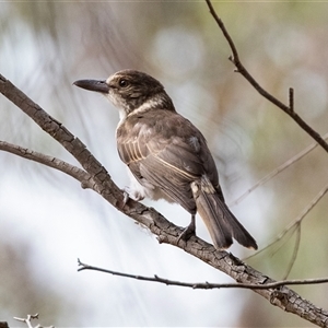 Cracticus torquatus at Hawker, ACT - 24 Nov 2024 09:17 AM