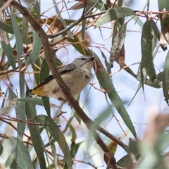 Pardalotus punctatus (Spotted Pardalote) at Weetangera, ACT - 24 Nov 2024 by AlisonMilton