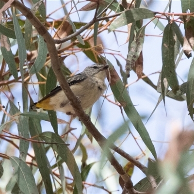 Pardalotus punctatus (Spotted Pardalote) at Weetangera, ACT - 23 Nov 2024 by AlisonMilton