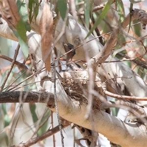 Rhipidura leucophrys at Weetangera, ACT - 24 Nov 2024