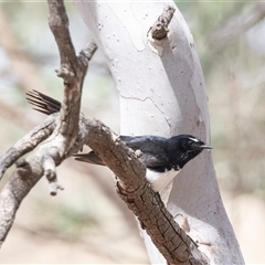 Rhipidura leucophrys at Weetangera, ACT - 24 Nov 2024 09:47 AM