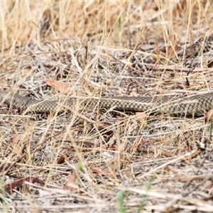 Pseudonaja textilis at Weetangera, ACT - 24 Nov 2024 09:48 AM