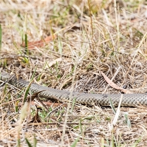 Pseudonaja textilis at Weetangera, ACT - 24 Nov 2024 09:48 AM