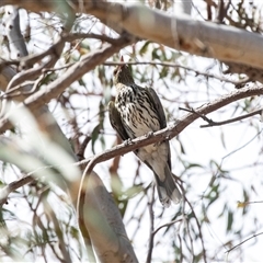 Oriolus sagittatus (Olive-backed Oriole) at Weetangera, ACT - 24 Nov 2024 by AlisonMilton