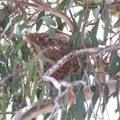 Oriolus sagittatus at Weetangera, ACT - 24 Nov 2024 09:53 AM