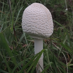 Macrolepiota dolichaula (Macrolepiota dolichaula) at Conder, ACT - 7 Jan 2024 by MichaelBedingfield