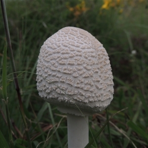 Macrolepiota dolichaula at Conder, ACT - 7 Jan 2024