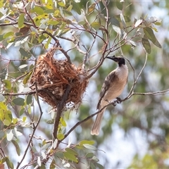 Philemon corniculatus (Noisy Friarbird) at Weetangera, ACT - 23 Nov 2024 by AlisonMilton