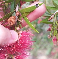 Asopinae sp. (Subfamily) (A predatory stink bug) at Evatt, ACT - 26 Nov 2024 by rbannister