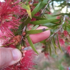 Asopinae sp. (Subfamily) at suppressed - 26 Nov 2024