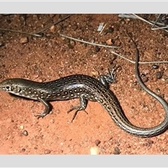 Ctenotus pantherinus ocellifer (Leopard Ctenotus) at Wooramel, WA - 27 Oct 1993 by MichaelBedingfield