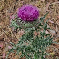 Carduus nutans (Nodding Thistle) at Kingsdale, NSW - 24 Nov 2024 by trevorpreston