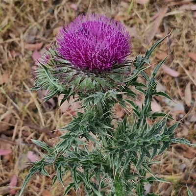 Carduus nutans (Nodding Thistle) at Kingsdale, NSW - 25 Nov 2024 by trevorpreston