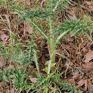 Carduus nutans at Kingsdale, NSW - 25 Nov 2024 09:13 AM